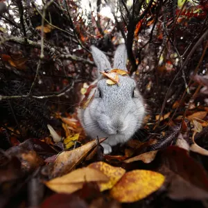Feral domestic rabbit (Oryctolagus cuniculus) walking through autumn leaves, Okunojima Island