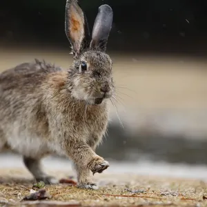 Feral domestic rabbit (Oryctolagus cuniculus) with wet fur, Okunojima Island, also