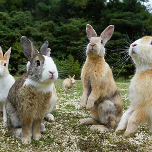 Les lapins domestiques féroces (Oryctolagus cuniculus) assis en alerte, Okunojima Island, également connue sous le nom d'île des lapins, Hiroshima, Japon. Les lapins domestiques féroces (Oryctolagus cuniculus) assis en alerte, Okunojima Island, également connue sous le nom d'île des lapins, Hiroshima, Japon.
