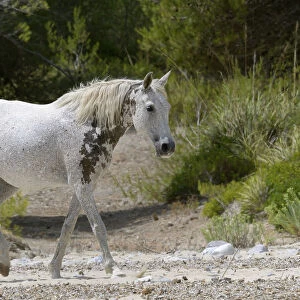 Feral horse (Equus caballus) walking on a remote sandy beach, near Arta, Mallorca, Spain, August