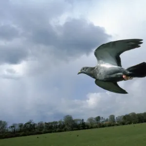 Feral pigeon (Rock Dove) flying, UK