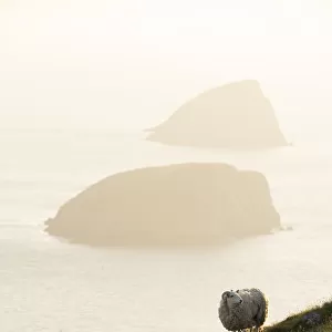 Feral sheep with Galtachan islands behind, Shiant Isles, Outer Hebrides, Scotland, UK
