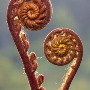 Fern fronds print, mid-altitude montane forest scene Fern fronds print, mid-altitude montane forest scene