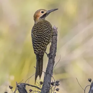 Fernandina's Flicker Print, Cuba Fernandina's Flicker Print, Cuba