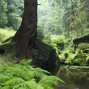 Ferns growing on the Krinice River bank, Kyov, Ceske Svycarsko / Bohemian Switzerland National Park
