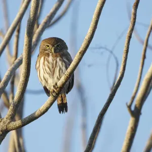 Le Hibou pygmée ferrugineux (Glaucidium brasilianum). Yucatan. Mexique. Février. Le Hibou pygmée ferrugineux (Glaucidium brasilianum). Yucatan. Mexique. Février.