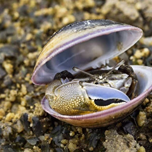 Fiddler crab (Uca) male, hiding in an old shell at Ha Pak Nai mudflat, Yuen Long District