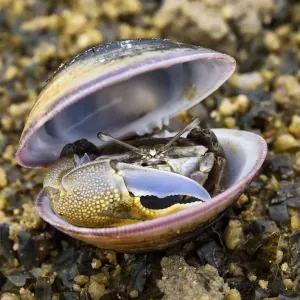 Fiddler crab male print, Ha Pak Nai mudflat Fiddler crab male print, Ha Pak Nai mudflat