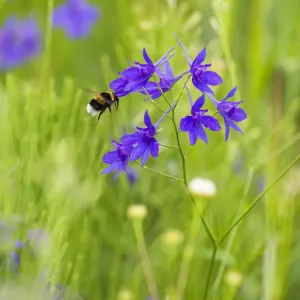Kleeblatt-Schafgarbe (Consolida regalis/Delphinium consolida) mit Biene fliegt vor der Blüte Kleeblatt-Schafgarbe (Consolida regalis/Delphinium consolida) mit Biene fliegt vor der Blüte