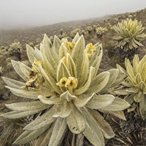 Field of Paramo flower / Frailejones (Espeletia pycnophylla), highland paramo