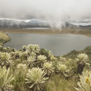 Field of Paramo flower / Frailejones (Espeletia pycnophylla) growing next to a lake Field of Paramo flower / Frailejones (Espeletia pycnophylla) growing next to a lake
