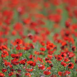 A field of Poppies, Lesser Lake Prespa, Lake Prespa National Park, Albania, June 2009 A field of Poppies, Lesser Lake Prespa, Lake Prespa National Park, Albania, June 2009
