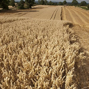 Field of ripe Oats with Combine harvester in the distance, Haregill Lodge Farm, Ellingstring