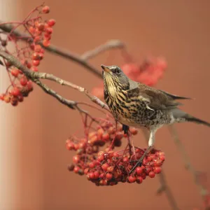 Fieldfare (Turdus pilaris) on rowan tree with berries, Suffolk, England, UK, January