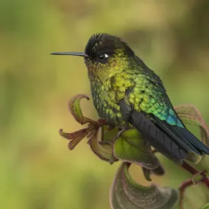 Fiery throated hummingbird (Panterpe insignis) an endemic bird species. Talamanca Range Fiery throated hummingbird (Panterpe insignis) an endemic bird species. Talamanca Range