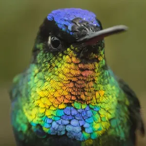 L'hirondelle à gorge ardente (Panterpe insignis) une espèce d'oiseau endémique. Chaîne de la Talamanca. L'hirondelle à gorge ardente (Panterpe insignis) une espèce d'oiseau endémique. Chaîne de la Talamanca.