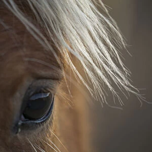 Fillys eye, wild Mustang horse at Black Hills Wild Horse Sanctuary, South Dakota