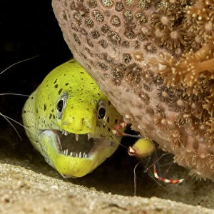 Fimbriated moray / Darkspotted moray (Gymnothorax fimbriatus) peering out from crevice with two Banded coral shrimp (Stenopus hispidus) close by, Philippines, Pacific Ocean