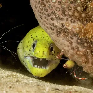 Fimbriated moray peering out from a crevice with Banded coral shrimp, Print