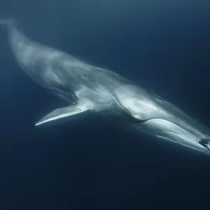 Fin whale (Balaenoptera physalus) with ctenophore in front of its mouth, south Barcelona coast