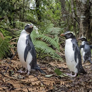 Fiordland penguins (Eudyptes pachyrhynchus) walk along a forest path