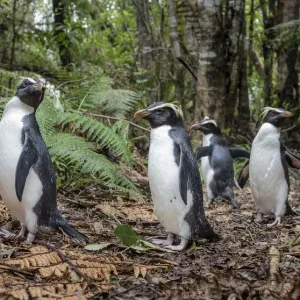 Fiordland Penguins Walking in Forest Print Fiordland Penguins Walking in Forest Print