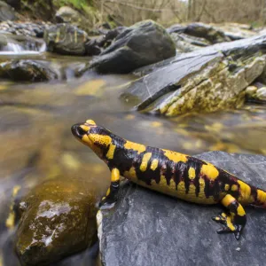 Fire salamander (Salamandra salamandra) female almost ready to give birth to her