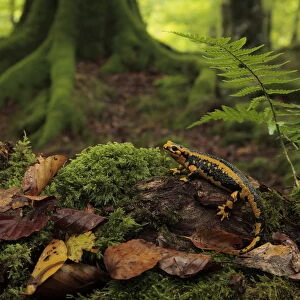 Fire salamander (Salamandra salamandra) in a Beech forest (Fagus sylvatica) Saja