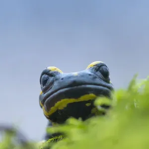 Fire salamander (Salamandra salamandra) close up portrait, Hallerbos, Belgium. November Fire salamander (Salamandra salamandra) close up portrait, Hallerbos, Belgium. November