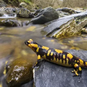 Fire Salamander Female Print, Italy Fire Salamander Female Print, Italy