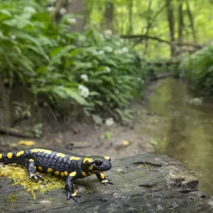Fire salamander in forest habitat, Hallerbos Belgium Print Fire salamander in forest habitat, Hallerbos Belgium Print