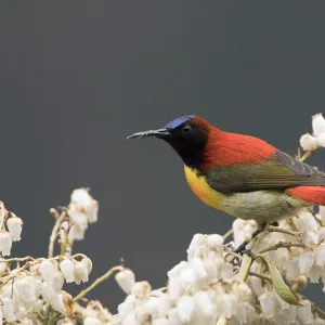 Fire-tailed sunbird (Aethopyga ignicauda) perched amongst blossom. North Sikkim, India