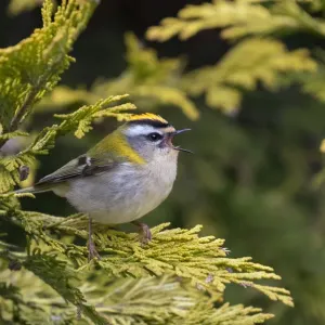 Firecrest Print: A Wiltshire Songbird Firecrest Print: A Wiltshire Songbird