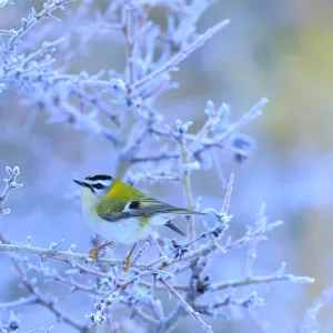 Firecrest (Regulus ignicapillus) perched on a frozen branch, Cadiz, Andalusia, Spain, January