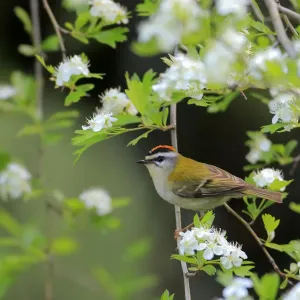 Firecrest (Regulus ignicapillus) perched in Common hawthron. Grazalema, Andalusia, Spain, April Firecrest (Regulus ignicapillus) perched in Common hawthron. Grazalema, Andalusia, Spain, April