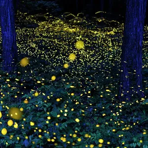 Fireflies Flashing at Night Print Fireflies Flashing at Night Print