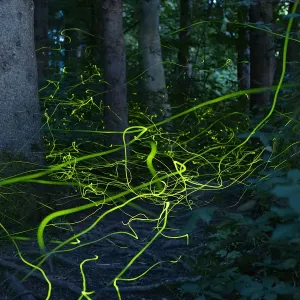 Firefly Light Trails Print, Bavaria Forest Dusk Firefly Light Trails Print, Bavaria Forest Dusk