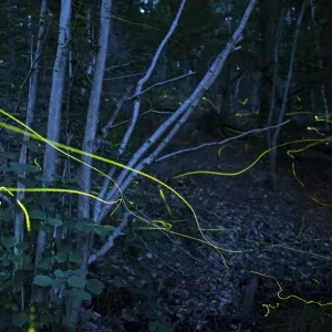 Firefly Light Trails Print Firefly Light Trails Print