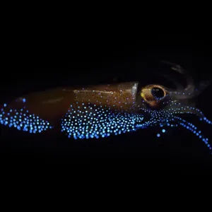 Firefly Squid Bioluminescence Print Firefly Squid Bioluminescence Print