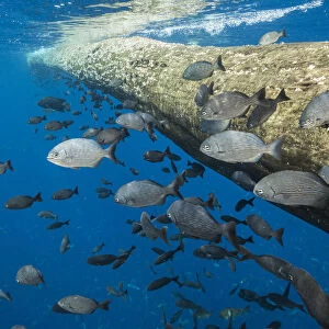 Fish seeking shelter around floating tree in open ocean. Off coast of Cocos Island National Park
