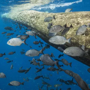 Fish seeking shelter around floating tree in open ocean. Off coast of Cocos Island National Park