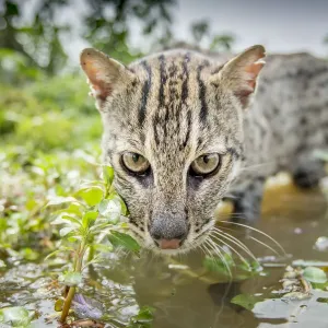 Print of a Fishing cat hunting in wetlands, NW Bangladesh Print of a Fishing cat hunting in wetlands, NW Bangladesh
