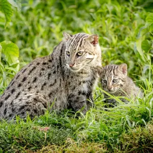 Fishing cat print with 4-week-old kitten in wetlands Fishing cat print with 4-week-old kitten in wetlands