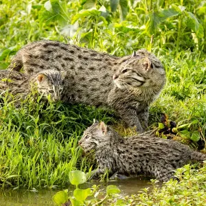 Fishing Cat Print with Kittens, 4 Weeks Old Fishing Cat Print with Kittens, 4 Weeks Old