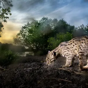 Fishing cat (Prionailurus viverrinus) at waters edge, at dusk. Kakinada, Andhra Pradesh Fishing cat (Prionailurus viverrinus) at waters edge, at dusk. Kakinada, Andhra Pradesh