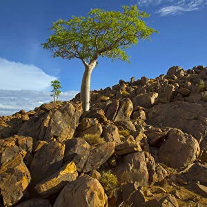 Five-lobed sterculia (Sterculia quinqueloba) tree growing on rocky hillside, Namibia