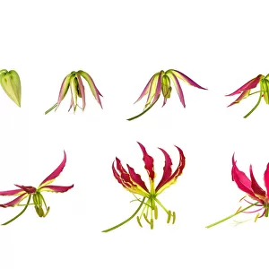 Flame lily (Gloriosa superba), timelapse sequence from opening bud to flowering, tepals