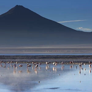 Flamingos on Laguna / Lake Colorado at dawn, Eduardo Avaroa Andean Fauna National Reserve