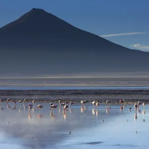 Flaminghi sulla Laguna / Lago Colorado all'alba, Riserva Nazionale della Fauna Andina Eduardo Avaroa. Flaminghi sulla Laguna / Lago Colorado all'alba, Riserva Nazionale della Fauna Andina Eduardo Avaroa.