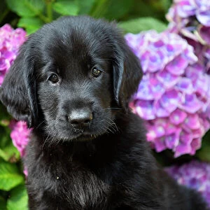 Flat-coated retriever puppy, sitting next to summer flowers, head portrait, Haddam, Connecticut, USA. July